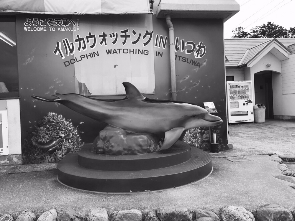 イルカのいる島。天草イルカウォッチング🐬